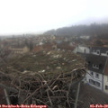 15_25-nest.jpg