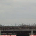 08_25-mast.jpg