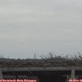 08_35-mast.jpg