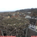 08_50-nest.jpg