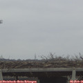 08_55-mast.jpg