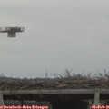 09_00-mast.jpg