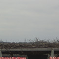 09_05-mast.jpg