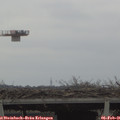 09_20-mast.jpg