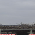 09_45-mast.jpg