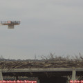 09_50-mast.jpg