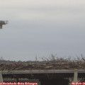 09_55-mast.jpg