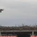 10_00-mast.jpg