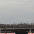 10_05-mast.jpg