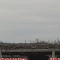 10_10-mast.jpg