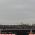 10_15-mast.jpg