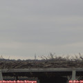 10_20-mast.jpg