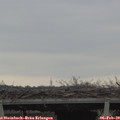 10_25-mast.jpg