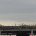 10_30-mast.jpg