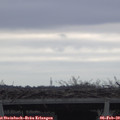 10_50-mast.jpg