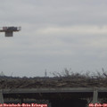 11_20-mast.jpg