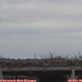 11_25-mast.jpg