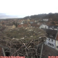 11_25-nest.jpg
