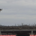 11_30-mast.jpg