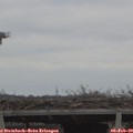 11_35-mast.jpg