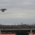 11_45-mast.jpg