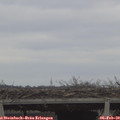 11_50-mast.jpg
