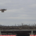 11_55-mast.jpg