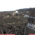 12_00-nest.jpg