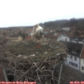 12_10-nest.jpg
