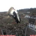 12_35-nest.jpg