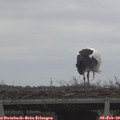 12_45-mast.jpg