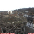 12_45-nest.jpg