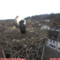 12_50-nest.jpg
