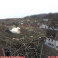 13_25-nest.jpg