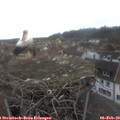 13_50-nest.jpg