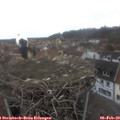 14_20-nest.jpg