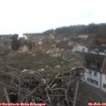 14_25-nest.jpg
