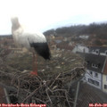 14_40-nest.jpg