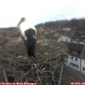 14_45-nest.jpg