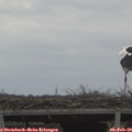 14_50-mast.jpg
