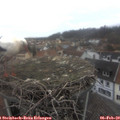 14_50-nest.jpg