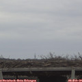 15_00-mast.jpg