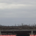15_15-mast.jpg