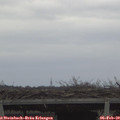 15_20-mast.jpg