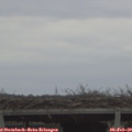 15_30-mast.jpg