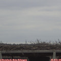 15_35-mast.jpg
