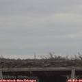 15_40-mast.jpg