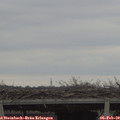 15_45-mast.jpg