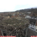15_50-nest.jpg