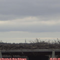 15_55-mast.jpg